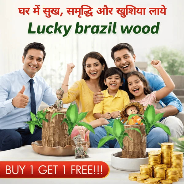 MD Lucky Brazil Wood Plant – Green Décor with Positive Energy