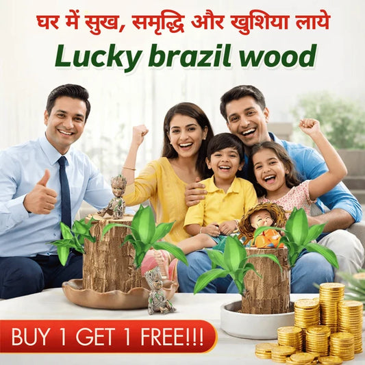 MD Lucky Brazil Wood Plant – Green Décor with Positive Energy
