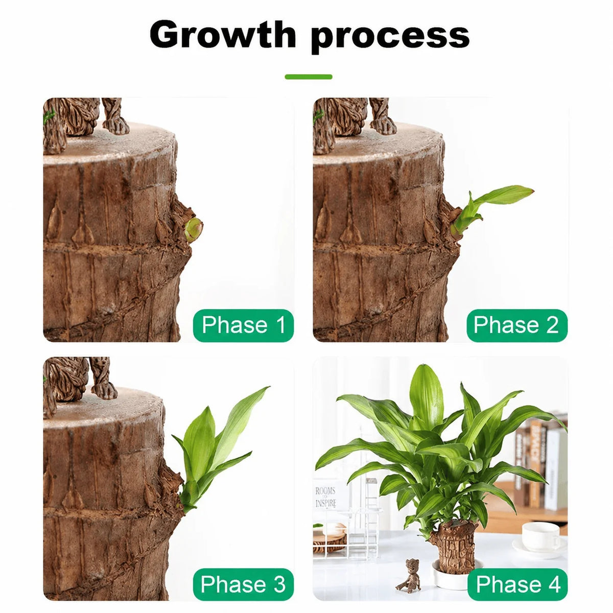 MD Lucky Brazil Wood Plant – Green Décor with Positive Energy