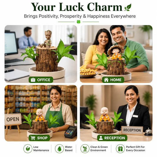 MD Lucky Brazil Wood Plant – Green Décor with Positive Energy