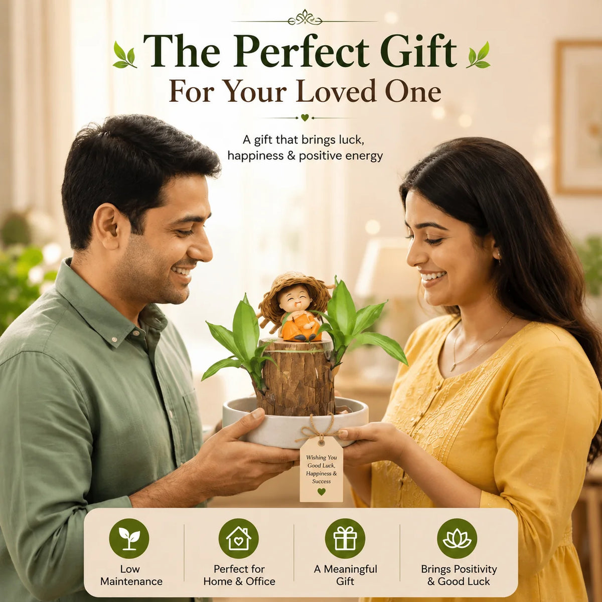 MD Lucky Brazil Wood Plant – Green Décor with Positive Energy